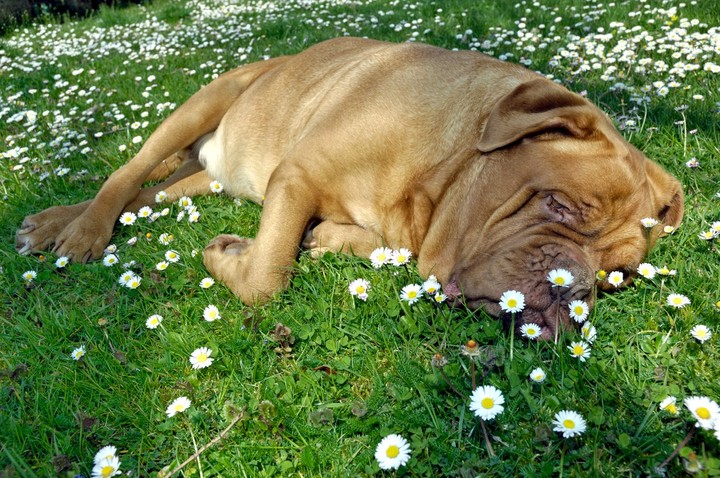 Nová záhrada - psík v záhrade